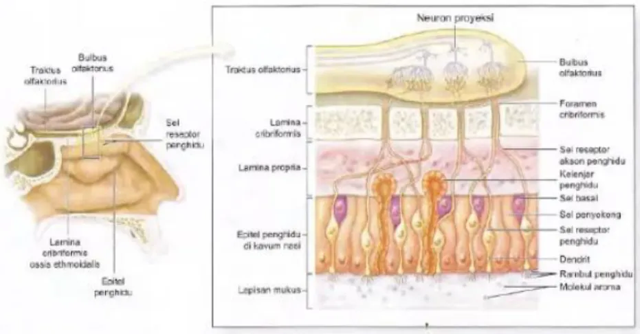 Gambar 8. Epitel Olfaktorius 