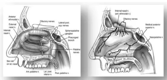 Gambar 4. Persarafan Hidung 