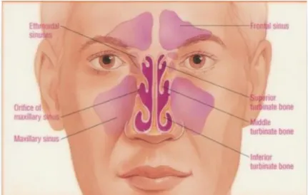 Gambar 5. Sinus Paranasal   2.3.2.1  Sinus frontalis 