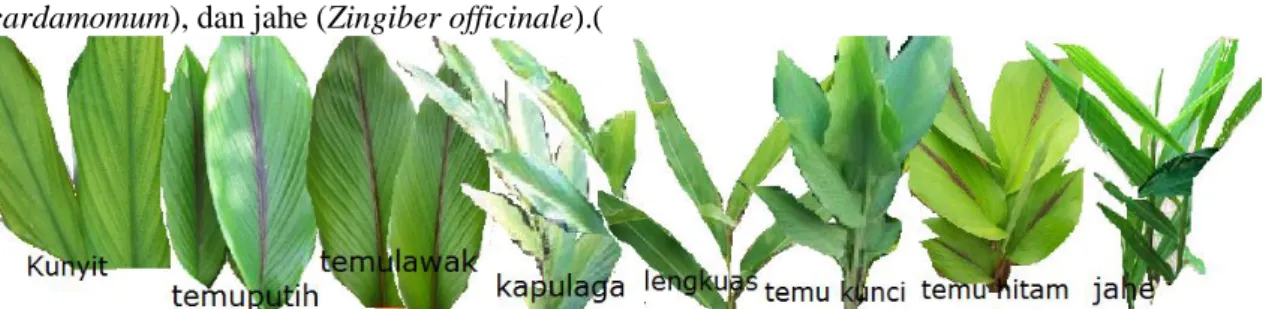 Gambar 1. Daun Zingiberaceae yang digunakan pada penelitian ini  2. 2. Isolasi Minyak Atsiri 