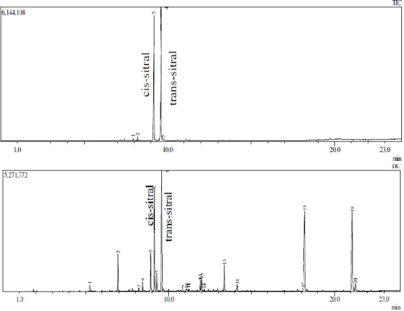 Gambar 1. Kromatogram GC standar sitral (atas) dan minyak kemangi (bawah)  Dari kromatogram Gambar 1, kandungan sitral yang terdapat dalam sitral standar sebesar 98% 