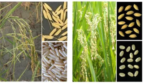 Gambar  1.  Malai,  biji  dan  beras  merah  dari  padi  budidaya  khas