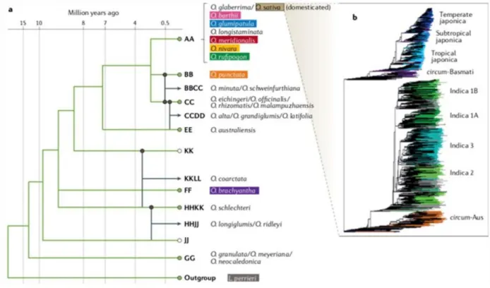 Gambar  3.  Hubungan  evolusi  spesies  dalam  genus  Oryza