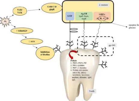 Figure 2. Contribution of S. mutans in the process of biofilm formation [39]. 