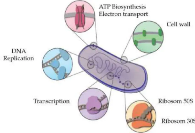 Figure 3. Pathway of inhibition of bacteria by antibacterial agents [73].  Figure 3. Pathway of inhibition of bacteria by antibacterial agents [73].