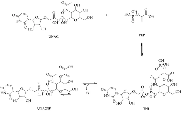 Figure 4. Catalytic reaction on the MurA enzyme [106]. 
