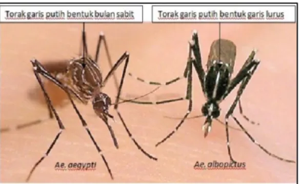 Gambar 1. Nyamuk Aedes aegypti  dan Aedes albopictus 