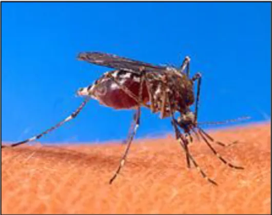 Gambar 4. Nyamuk Aedes aegypti menghisap darah manusia