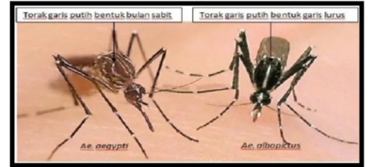 Gambar 9. Nyamuk dewasa Aedes aegypty dan Aedes albopictus  Nyamuk dewasa berukuran lebih kecil, jika dibandingkan dengan  rata-rata  nyamuk  yang  lain
