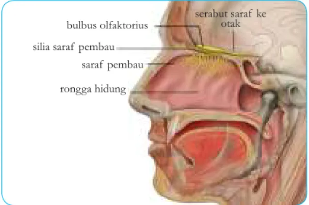Gambar 2.7 Anatomi  hidung manusia.