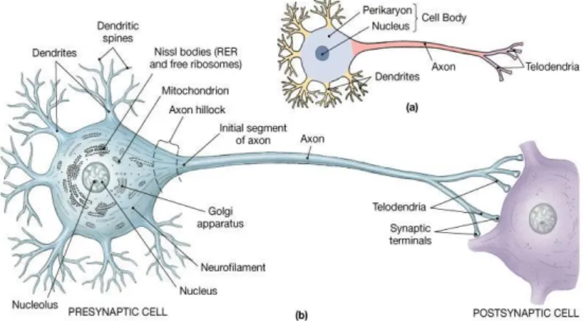 Gambar 6.3. Anatomi Neuron Multipolar B.2. BADAN SEL