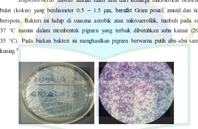 Gambar 2.2 Pembiakan Staphylococcus aureus 