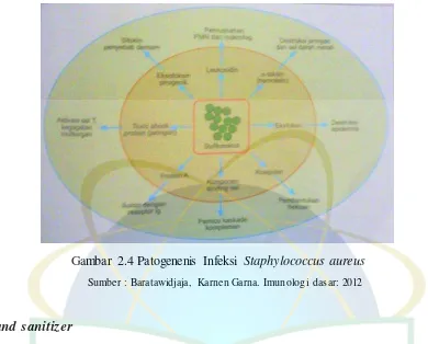 Gambar 2.4 Patogenenis Infeksi Staphylococcus aureus 