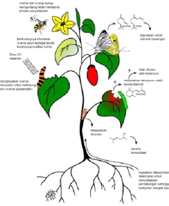 Gambar 2.1 Beberapa fungsi metabolit sekunder dalam tumbuhan