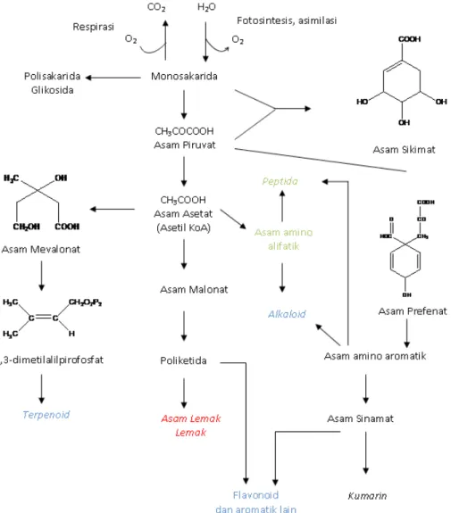 Gambar 2.3 Jalur biosintesis metabolisme sekunder dalam tumbuhan