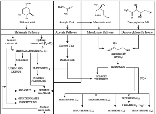 Gambar 2.4 Metabolit sekunder dari beberapa jalur biosintesis