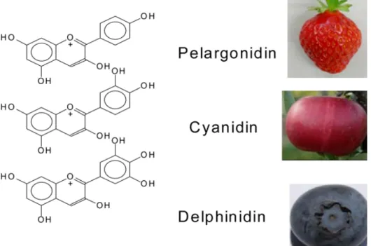 Gambar 4.1Beberapa jenis senyawa antosianin dalam buah-buahan