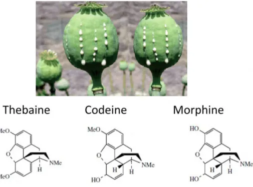 Gambar 5.1 Senyawa-senyawa alkaloid yang terkandung dalam getah Opium