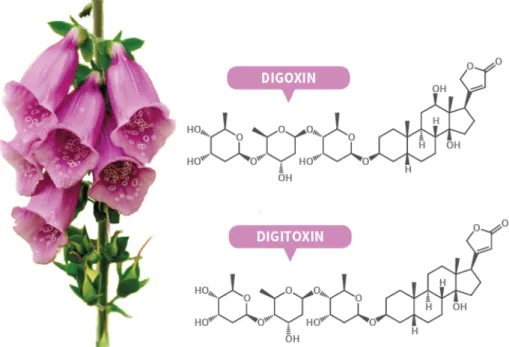 Gambar 7.8 Senyawa digoxin dan digitoxin, dua senyawa glikosida jantung yang  terdapat  dalam tumbuhan Digitalis purpurea