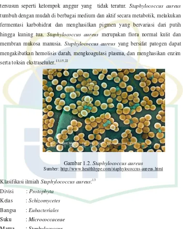Gambar 1.2. Staphylococcus aureus 