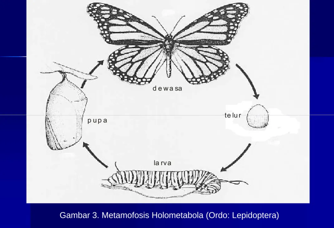 Gambar 3. Metamofosis Holometabola (Ordo: Lepidoptera)