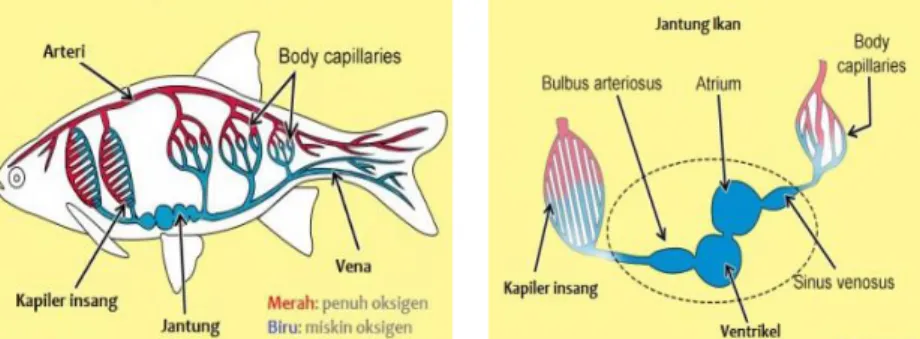 Gambar 1.7. Sistem peredaran darah tertutup pada ikan (kiri), bagian-bagian  jantung dan pembuluh kapiler pada ikan (kanan)