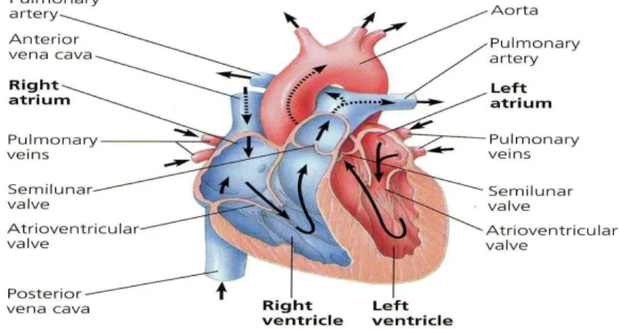 Gambar 1.9.Jantung mamalia 