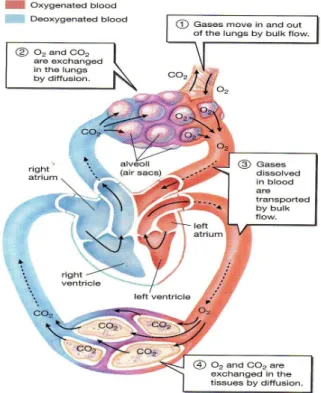 Gambar 1.10. Aliran darah dan oksigen dari jantung, paru-paru, dan seluruh  tubuh 