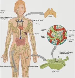Gambar 1.11. sistem limfatik pada manusia 