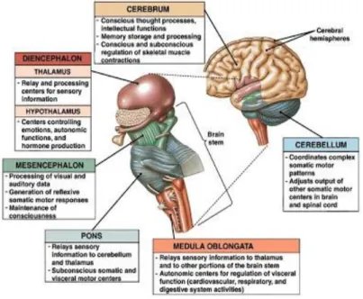 Gambar 2.1.system saraf pusat dan fungsinya 