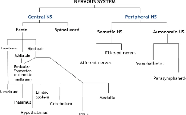 Gambar 2.2.skematis pembagian system saraf pusat dan system saraf tepi 