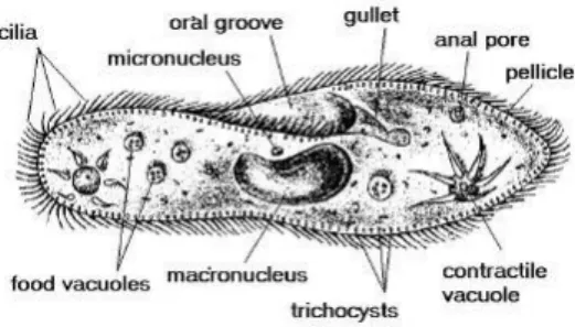 Gambar 1.1. Organisme Paramecium sp. yang digambarkan secara sistematis 