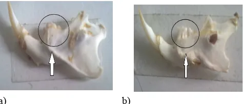 Gambar  1.  Hasil  foto  mandibula  kiri  setelah jaringanlunak dihilangkan a) pada kelompok kontrol  menunjukkan  tulang  alveolar  dalam keadaan  normal  b)  pada  tikus  periodontitis menunjukkan adanya resorbsi tulang alveolar 