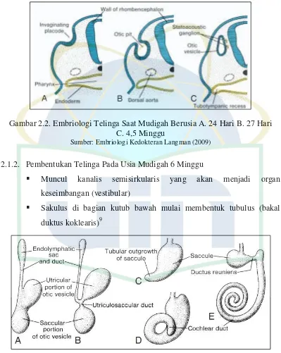 Gambar 2.2. Embriologi Telinga Saat Mudigah Berusia A. 24 Hari B. 27 Hari  