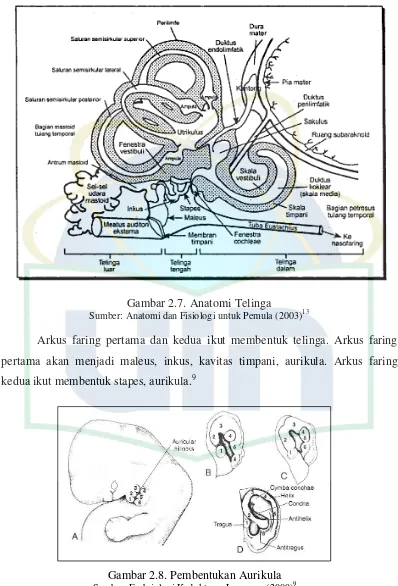 Gambar 2.7. Anatomi Telinga 