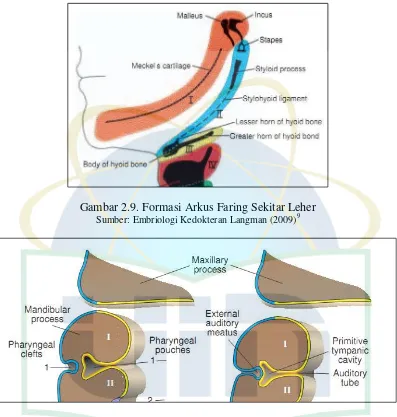 Gambar 2.9. Formasi Arkus Faring Sekitar Leher 