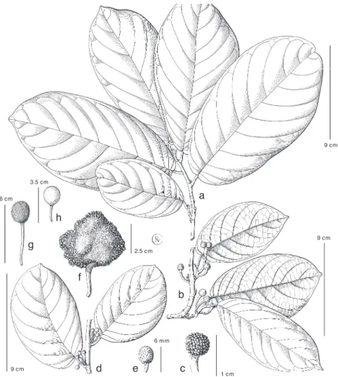 Fig. 20. a–e: Artocarpus lacucha Buch.-Ham. (‘fretissii’-form). a. Leafy twig; b. leafy twig with pistil- pistil-late inflorescences; c