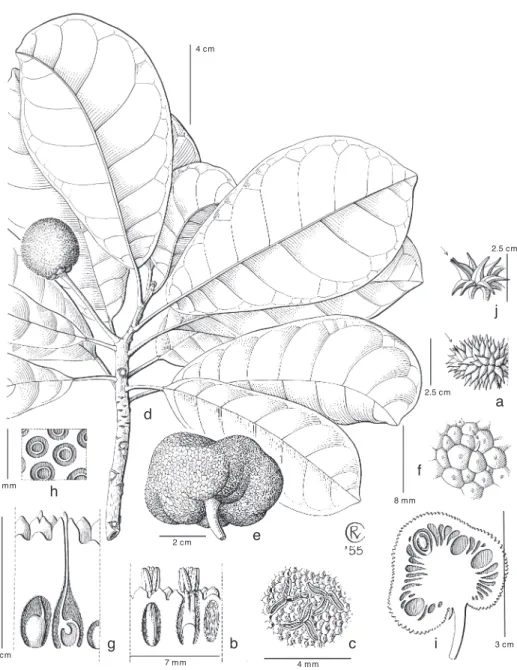 Fig. 22. a–c: Parartocarpus bracteatus (King) Becc. a. Surface view of pistillate inflorescence (arrow  indicating stigmas); b