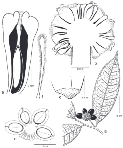 Fig. 24. Prainea frutescens King ex Hook.f. a. Leafy twig with infructescence; b. pistillate inflores- inflores-cence in length section; c