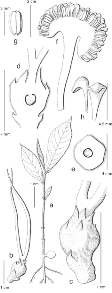 Fig. 25. Antiaris toxicaria Lesch. a. Seedling; b. pistil- pistil-late inflorescence, one-flowered, at anthesis; c