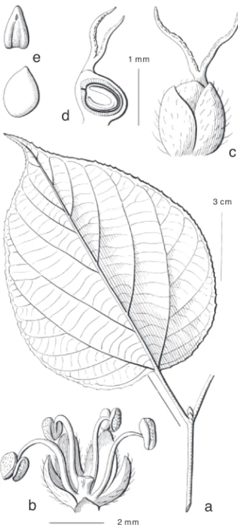 Fig. 1. Morus macroura Miq. a. Leafy twig with axil- axil-lary resting bud; b. staminate flower with pistillode;  