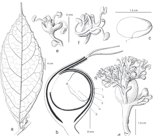 Fig. 2. Bleekrodea insignis Blume. a. Leaf; b. ripe fruit in section: 1 = utricular perianth, 2 = exocarp,  3 = membranous testa, 4 = cotyledon, 5 = radicle; c