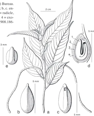 Fig. 3. Broussonetia luzonica (Blanco) Bureau. 