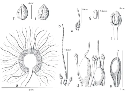 Fig. 4. Broussonetia papyrifera (L.) Vent. a. Pistillate inflorescence in section at anthesis; b