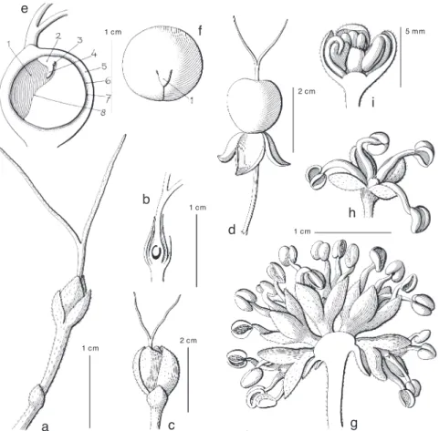 Fig. 6. Streblus asper Lour. a. Pistillate inflorescence, one-flowered, at anthesis; b