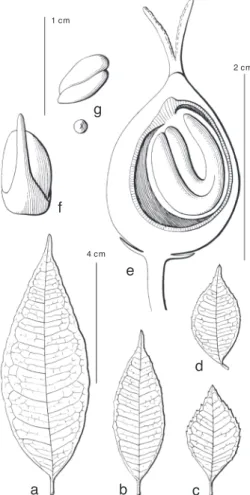 Fig. 8. Streblus glaber (Merr.) Corner subsp. uro­