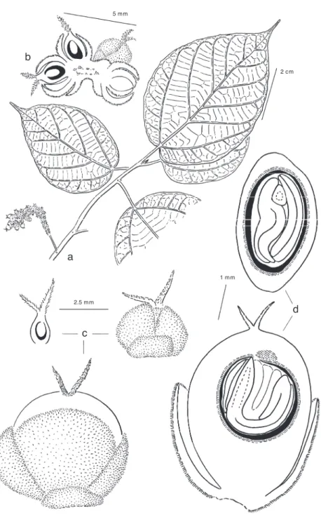 Fig. 9. Streblus ascendens Corner. a. Leafy twig with pistillate inflorescence; b. pistillate spike in sec- sec-tion; c