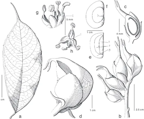 Fig. 11. Streblus macrophyllus Blume. a. Leaf to show the intercostal veins in Bornean material;  