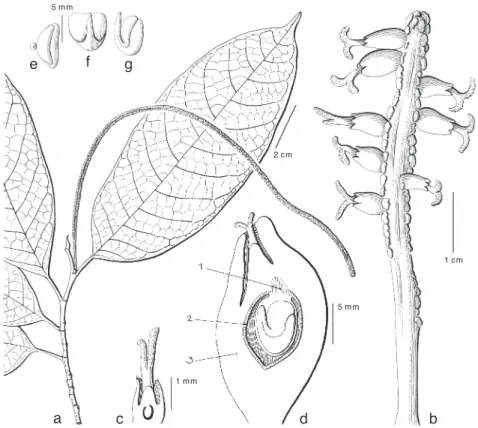Fig. 13. Trophis philippinensis (Bureau) Corner. a. Leafy twig with staminate inflorescence; b