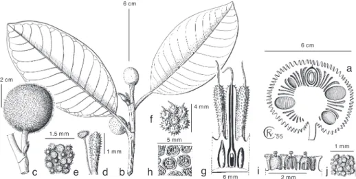 Fig. 18. a: Artocarpus hispidus F.M. Jarrett. Longitudinal section of infructescence. — b–i: Artocarpus  rigidus Blume